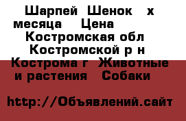 Шарпей (Шенок 2-х месяца) › Цена ­ 12 000 - Костромская обл., Костромской р-н, Кострома г. Животные и растения » Собаки   